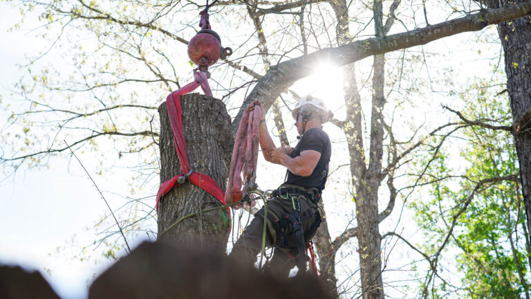 340104866 132619519780702 7806344846000823640 n 768x432