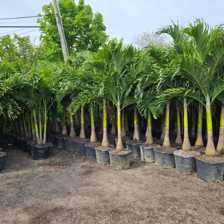 494363135 1272134394913246 3759806822634909412 n 1 768x768