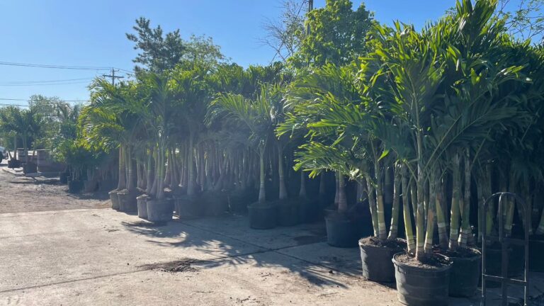 495080506 1282898300503522 6625890937901573249 n 1 768x432