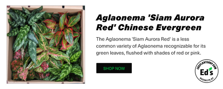 Eds Plant Shop Graphic 1000x400 1 768x307