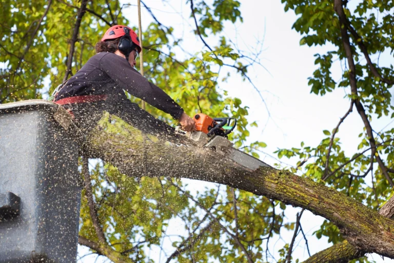 Emergency tree removal services 768x512