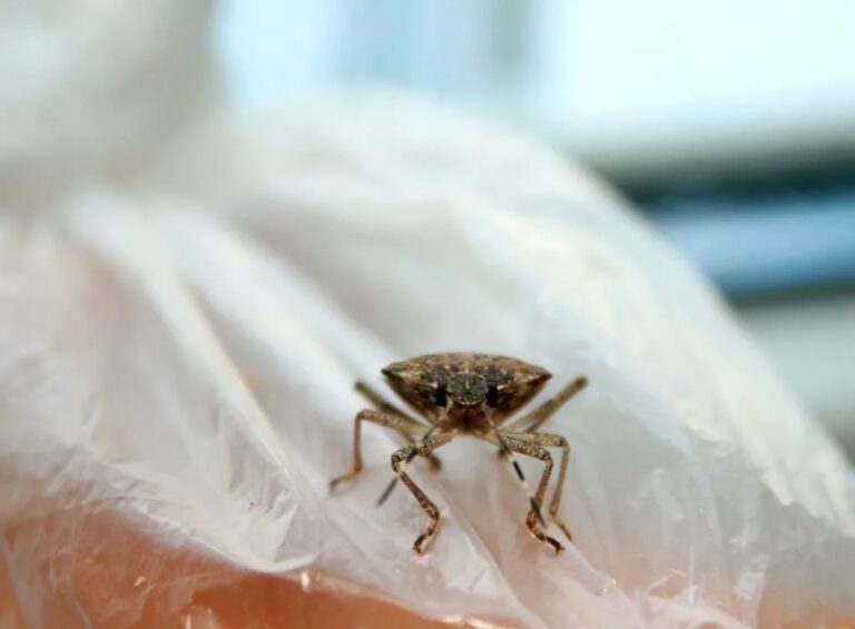 bed bugs exterminator 768x565