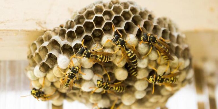 bee control near me 768x384