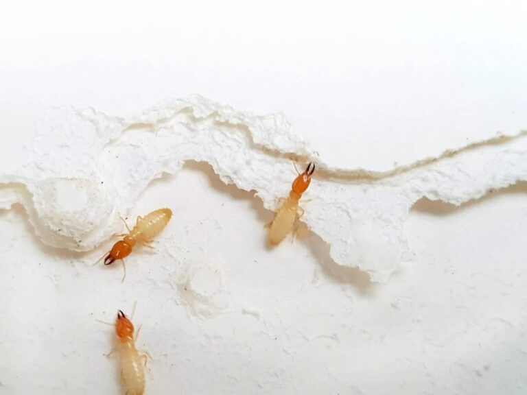 termite control Jackson ms 768x576