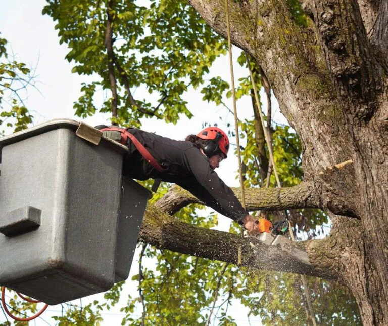 tree service columbia missouri 1 768x644